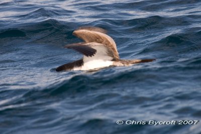 Fluttering shearwater  - the search for food