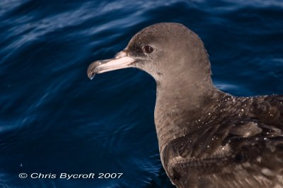 Flesh-footed shearwater