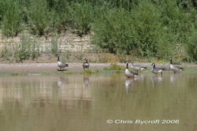 Canada geese on the Green River