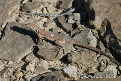 Lizard near ruins - may be a side-blotched lizard