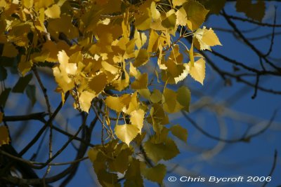 Cottonwood leaves on a snapped branch
