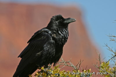 Raven with canyon walls behind