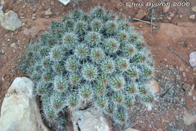 Many cacti almost form a sphere