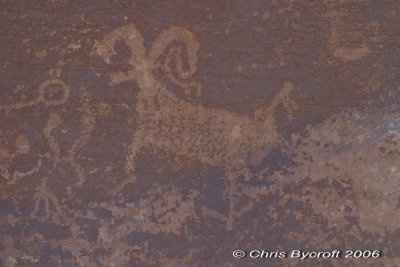 Big-horn sheep?