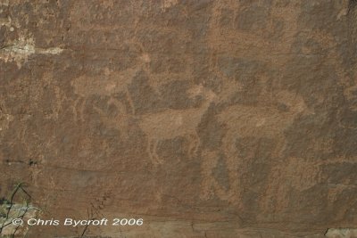 More big-horn sheep or mule deer?