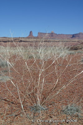 Desert trumpet with Candlestick Tower beyond