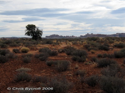 Desert vegetation