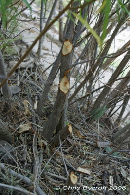 Beavers have been here