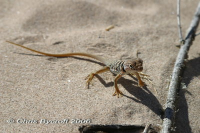 A desert lizard - I don't know its name
