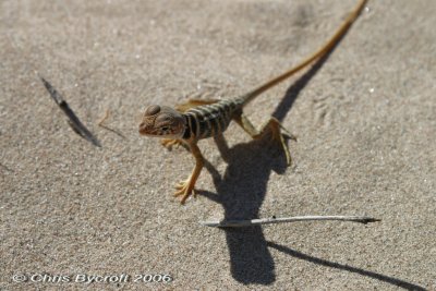 Lizard - other side