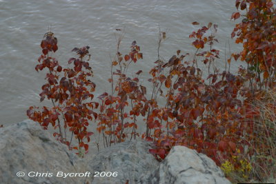 Poison ivy above Colorado River