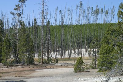 Trees struggle on geothermally influenced soils