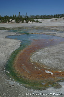 Colourful algae 1