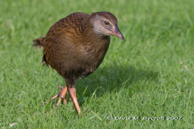 Western weka