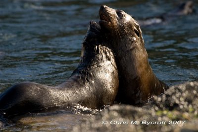 New Zealand fur seal juveniles