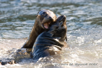 New Zealand fur seals - juveniles wrestling
