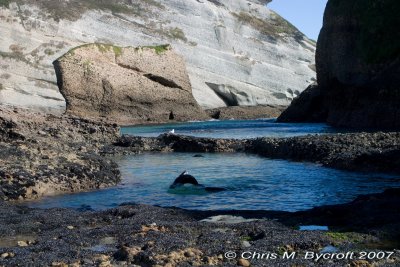 Pool with New Zealand fur seal juveniles