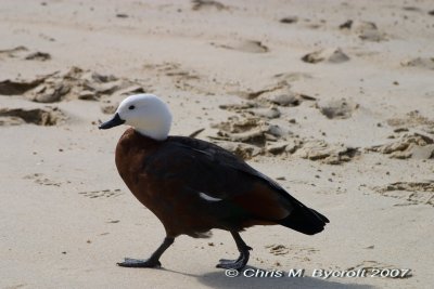 Female paradise shelduck, Abel Tasman National Park