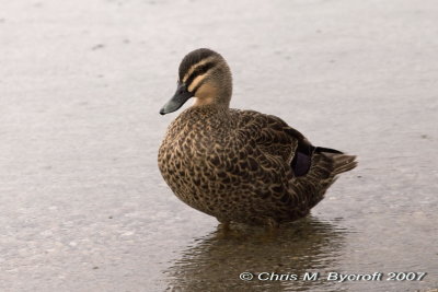 Grey duck, Lake Tarawera