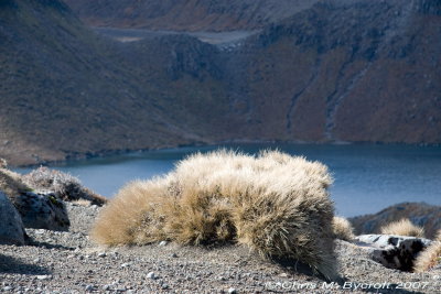 Tussock with lake behind