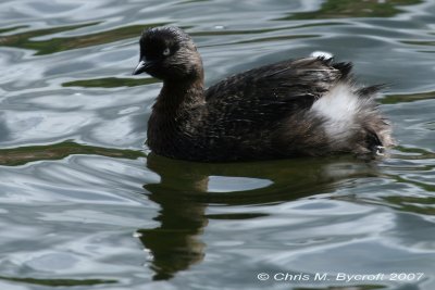 New Zealand dabchick