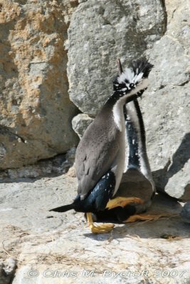 Courtship
