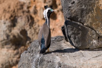 Spotted shag, basalt cliffs at Tairoa Head, near Dunedin