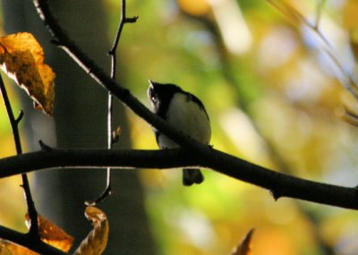 tbd - Black-throated Blue Wabler