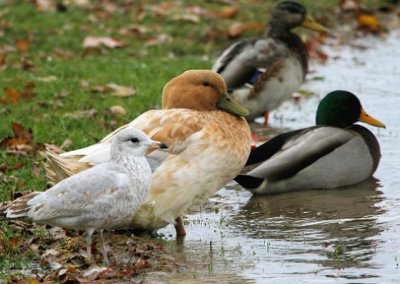 Hybride Canard Colvert-Domestique / Mallard-Domestic Duck Hybrid