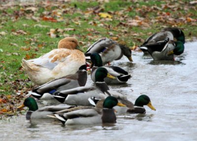 Hybride Canard Colvert-Domestique / Mallard-Domestic Duck Hybrid