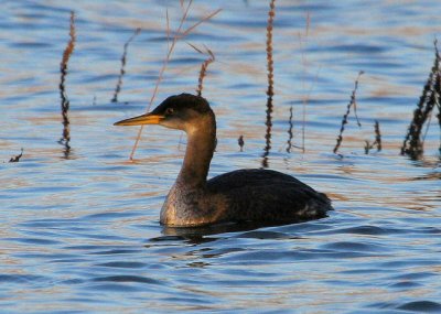 #168  Grebe jougris / Red-necked Grebe