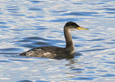 #131  Red-necked Grebe /  Grbe jougris