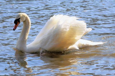 #69  Cygne tubercul  /  Mute Swan