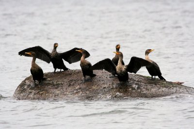 #49  Cormoran  aigrettes  /  Double-crested Cormorant