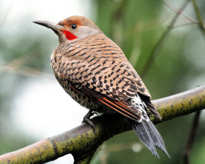 #43  Pic flamboyant (ros)  /  Northern Flicker (red-shafted form)
