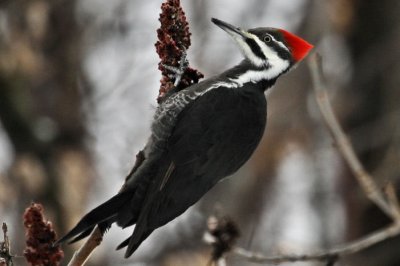 #11  Grand Pic  /  Pileated Woodpecker