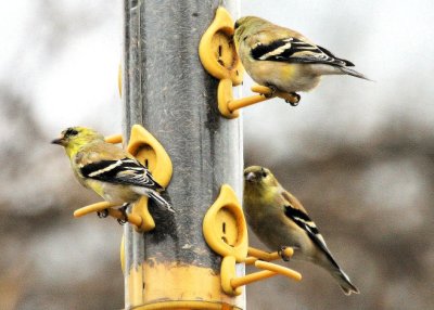 #2  Chardonneret jaune / American Goldfinch