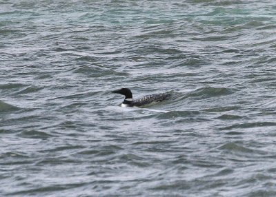 IMG_3307.JPG