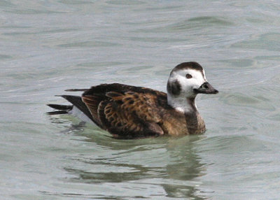 #46B  Long-tailed Duck (female)