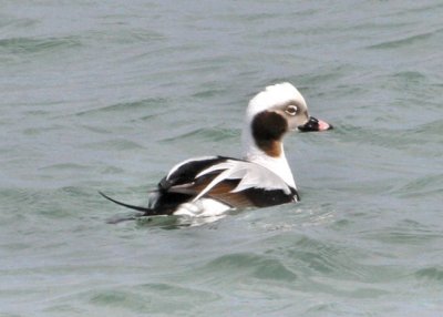#46A  Long-tailed Duck (male)