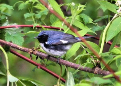 #124  Paruline bleu  /  Black-throated Blue Warbler