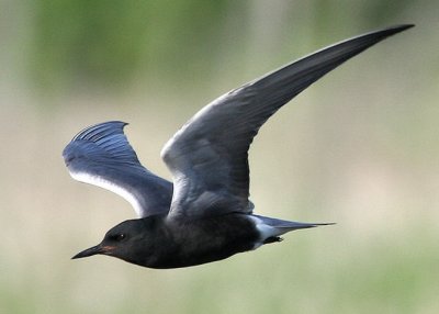 Guifette noir  /  Black Tern