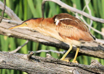 #148  Petit Blongois  /  Least Bittern
