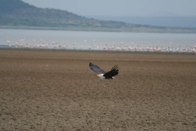 Fish eagle on Lake Abiyatta