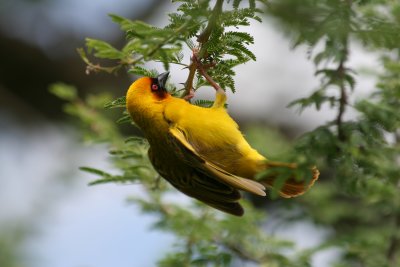 Weaver bird