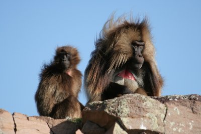 Gelada baboons