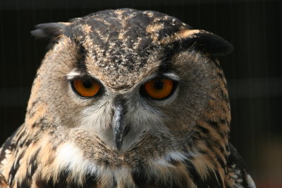 Eagle owl