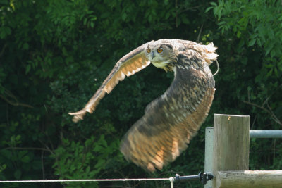 Eagle owl