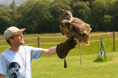 Eagle owl
