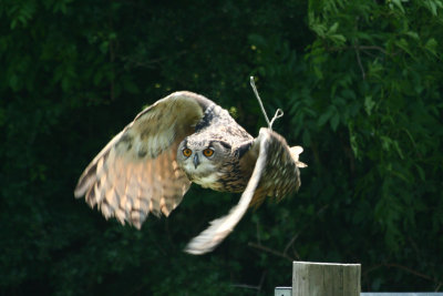 Eagle owl